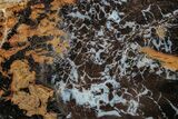 Petrified Wood (Sycamore) Slab - Parker, Colorado #227612-1